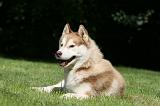 SIBERIAN HUSKY 973